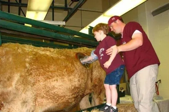 Birkaç litre fazla süt için ineklere yaptıklarına bak-14