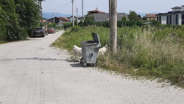 sakaryada-13-parcaya-ayrilan-cesetlerin-baslari-bulunamadi-1625221406491.jpg Sakarya'da 13 parçaya ayrılan cesetlerin başları bulunamadı-4