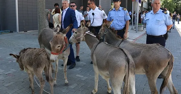 Kosova’da eşekli protesto! 41 oturumda da meclis başkanı seçilemeyince eşekler devreye girdi