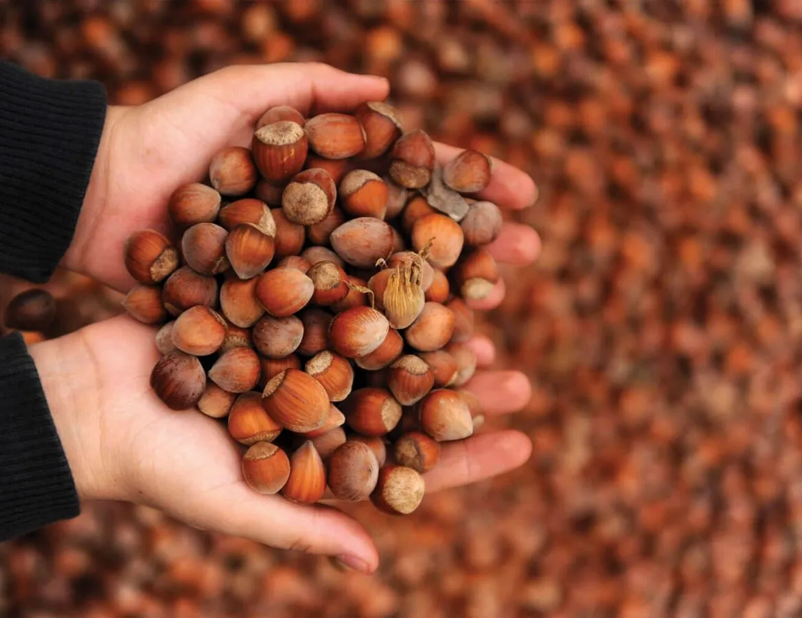 3 Mart 2021: Fındık fiyatları ne kadar oldu?