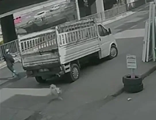 Başıboş köpek faciasında gerçekler ortaya çıktı: Yetki CHP’li belediyede hedefte büyükşehir var!