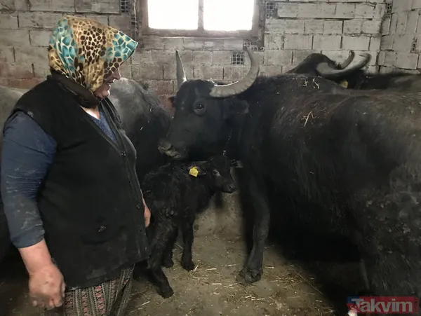 Manda sütü bir köyü kurtardı! Herkes geçimini sağlıyor! Kaymağın kilosu 120 lira - 9