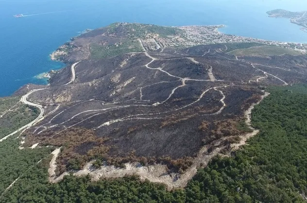 Yanan ormanlar yeniden yeşerdi