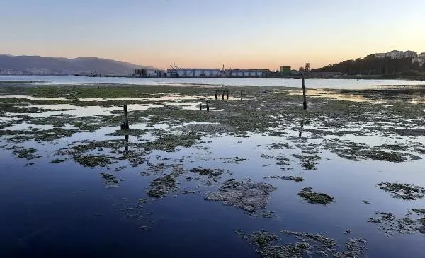 Müsilajın deniz altındaki tahribatı görüntülendi: Seviniyorduk ama felaketin habercisiymiş!-9