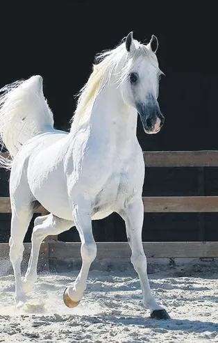 Arap tayları satışta