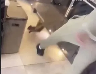 Tekmeledi ve ayakkabı fırlattı! Yıldız isimden kediye işkence