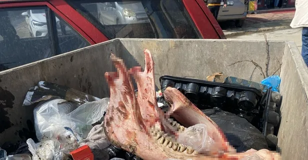 Son dakika: Düzce'de çöp konteynerine at kemikleri atan şahısın lokantası olduğu ortaya çıktı!