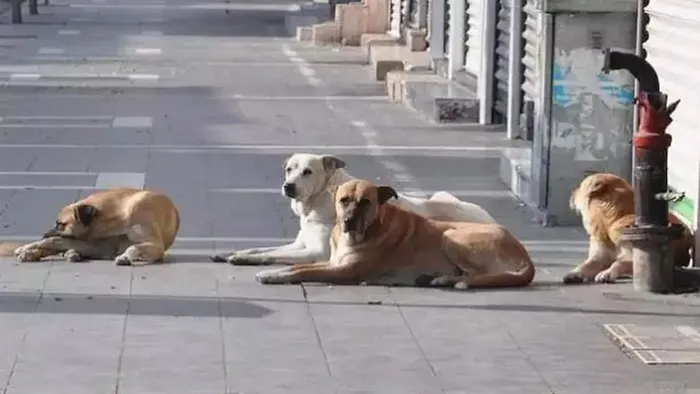 Türkiye'nin endişelendiren sorunu: Başıboş sokak köpekleri! Problemin nedenleri neler? Uzman isimler yanıtladı!