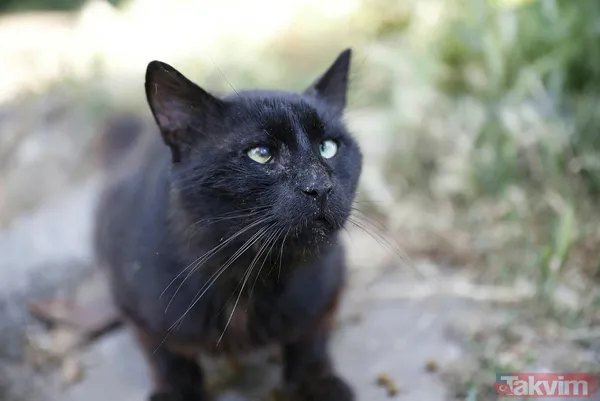 Büyükada'da salgın! 4 ayda 700 kedi Feline Enfeksiyoz Peritonit (FIP) hastalığından öldü! Hayvanseverler CHP'li belediyeyi kayıt tutmadığı için suçladı - 49