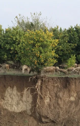 Aşırı yağış, ağacın kökünü ortaya çıkardı