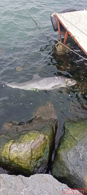 Kocaeli Darıca'da kan donduran vahşet! Canilerin kurşunladığı ölü yunus balığı kıyıya vurdu - 2
