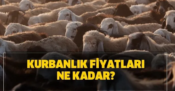 Kurbanlık fiyatları 2020 ne kadar? A101, Migros, Carrefoursa, BİM kurbanlık fiyatları kaç lira?