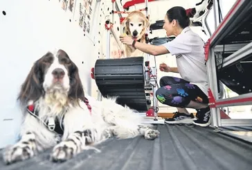 Vefat eden köpeği Şeker'in anısına diğer köpeklerin sağlığına destek oluyor!