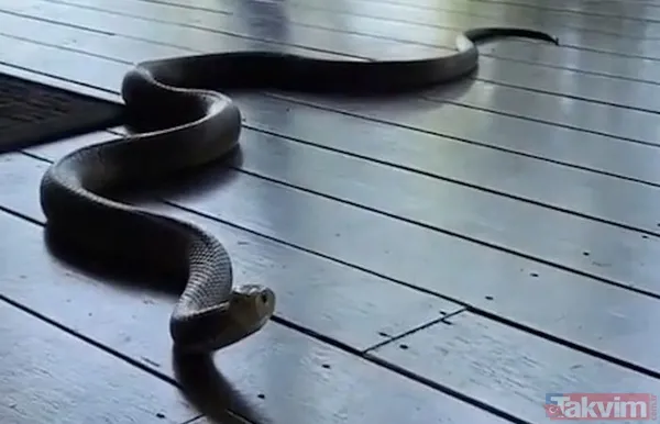 Rüyada evde kahverengi yılan görmenin anlamı ve yorumu nedir? Rüyada kahverengi yılan görmek ne anlama gelir, neye işarettir? - 1