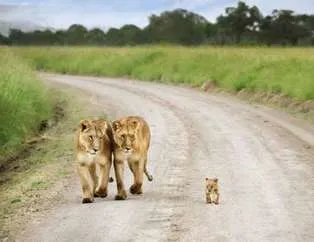 Hayvanlar aleminin sevgi dolu kareleri