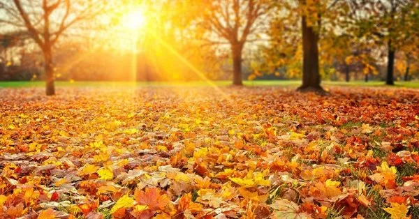 ruyada ceset gormek ne anlama gelir takvim