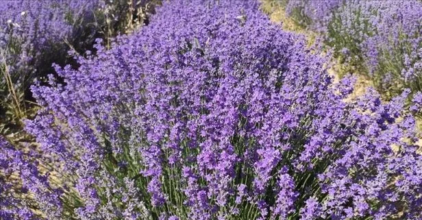 Ağrılara lavanta