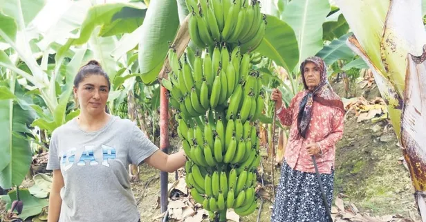 12 dönümde muz üretiyor