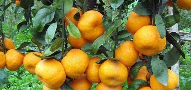 Tansiyona mandalina