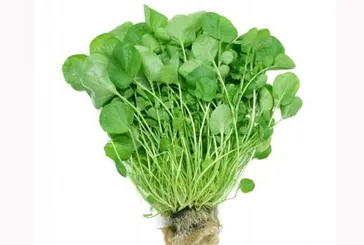 Gözlere şifa olan terenin faydaları saymakla bitmiyor!