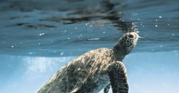 İzmit Körfezi’nde Caretta Caretta görüntülendi!