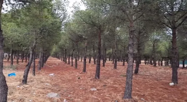 chpli-burhaniye-belediyesinden-agac-katliami-1602417918617.jpg