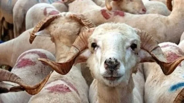 Kurban kesim vakti saati ne zaman biter? Bayramın 2. 3. ve 4. günü kurban kesilir mi? Kurban keserken buna dikkat...-5