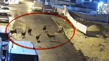 Samsunda 6 sokak köpeği yaşlı kadına saldırdı | Mama dolandırıcıları ve köpektaparların körüklediği sorun büyüyor