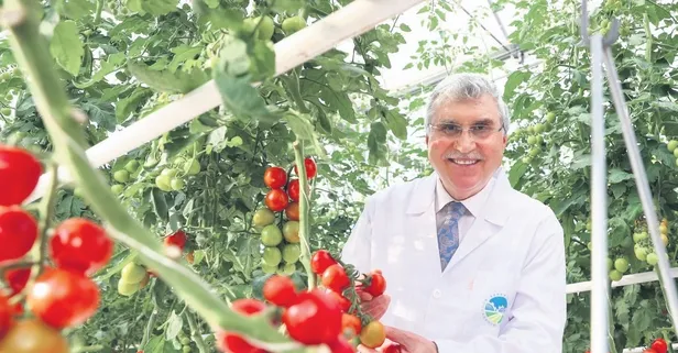 Turkuvaz Medya Sakarya’da | Türkiye’ye örnek proje Seracılık Mükemmeliyet Merkezi 700 tonun üzerinde rekor üretim yaptı!