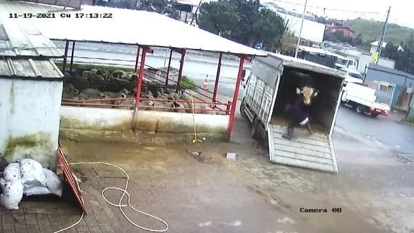 Fırçayla durdurmak istediği dana hastanelik etti! O anlar kamerada-3