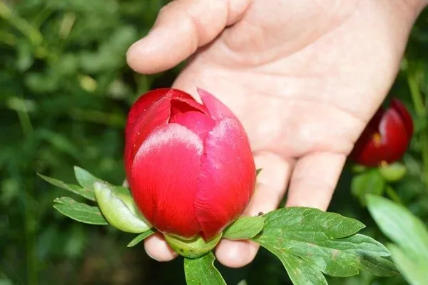 'Ayı Gülü'nü koparana 48 bin lira ceza-5