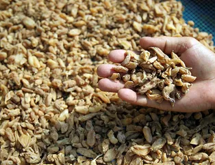 Kilosu 1000 lira! Özel izinle üretiliyor