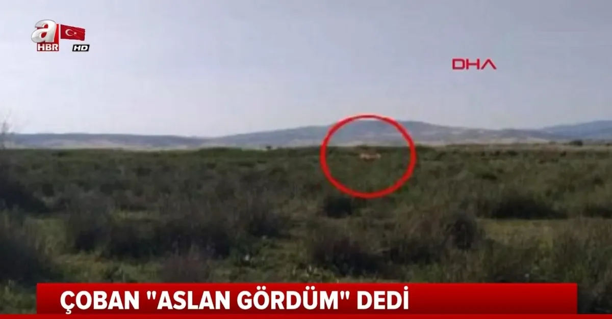 Çorum'da "aslan" iddiası ortalığı ayağa kaldırmıştı! Jandarma ve avcılar iz sürecek