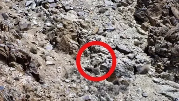 Optik illüzyon: Sadece bir hayvansever Leoparı 7 saniyeden kısa sürede görebilir-4