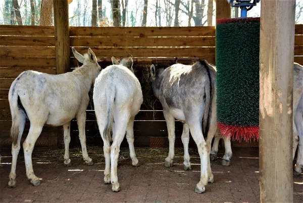 emekliligin-tadini-cikartan-esekler-yillarca-mardin-sokaklarinda-cop-topladilar-1640938366082.jpg Emekliliğin tadını çıkartan eşekler! Yıllarca Mardin sokaklarında çöp topladılar-2