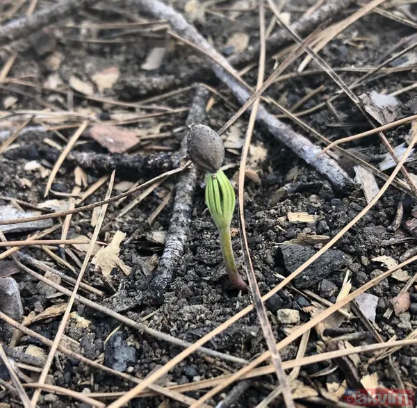 Adana Kozan'da geçtiğimiz yıl yanan 280 futbol sahası büyüklüğündeki alan 5 ay sonra yemyeşil - 15