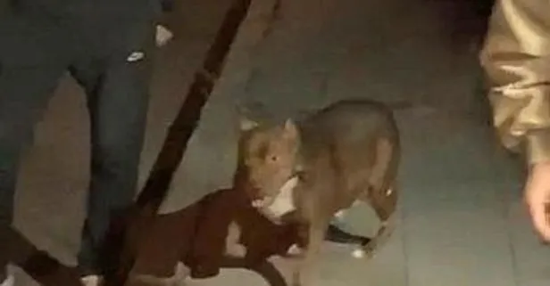 Cihangir’de korku dolu anlar: Tartıştığı kişinin üzerine Pitbull köpeğiyle saldırdı