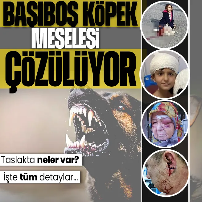 Başıboş sokak köpekleri meselesi çözülüyor! Taslak metin tamamlandı: Hayvanlar gerçekten uyutulacak mı? | Ötenazi detayı !
