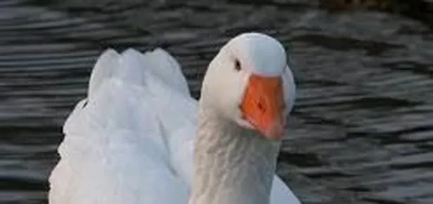 Vak’itsiz icra’at