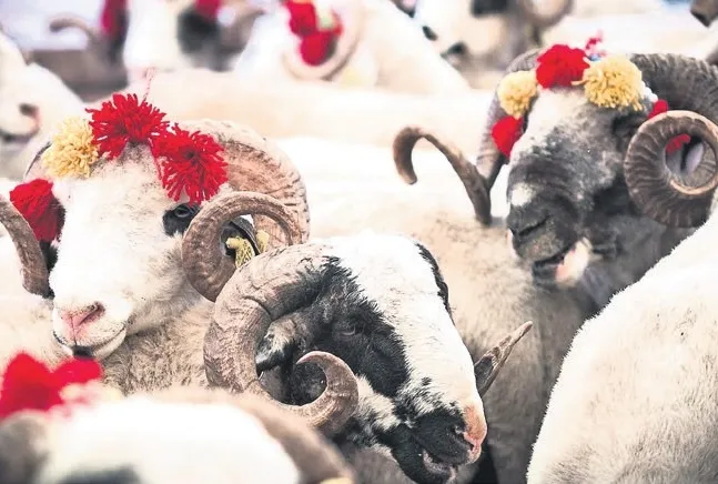 Kurbanlıkları esk alacak