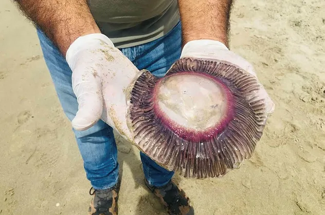 Kuşadası'nda korkutan olay! Hepsi kıyıya vurdu sakın dokunmayın...