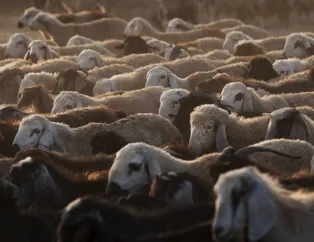 Kurbanlık fiyatları 2020 ne kadar? A101, Migros, Carrefoursa, BİM kurbanlık fiyatları kaç lira?