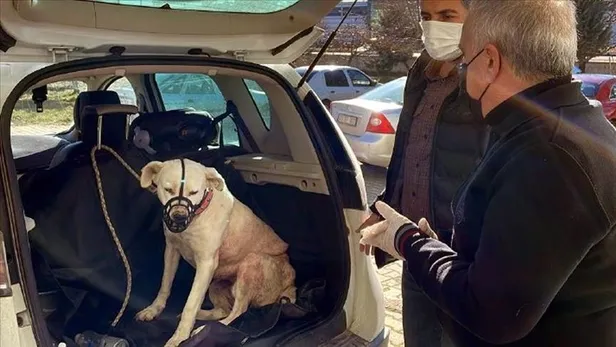 ‘Yasaklı ırk’ köpek sahipleri silah alamıyor saldırgan köpek yetiştiriyor: Kestikleri kulakları yediriyorlar!-2