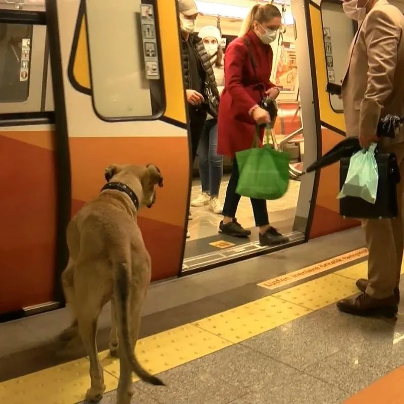 1779610160300.jpeg İBB'nin metroya doldurduğu köpekler turisti ısırdı mahkeme faturayı 3 kuruma çıkardı-5