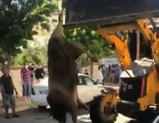 Şanlıurfa’da tepki çeken görüntü