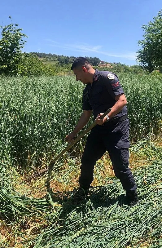 bilecikte-tarlada-yorulan-yasli-ciftcinin-yardimina-jandarma-kostu-1716382392681.jpeg Bilecik'te tarlada yorulan yaşlı çiftçinin yardımına jandarma koştu-3