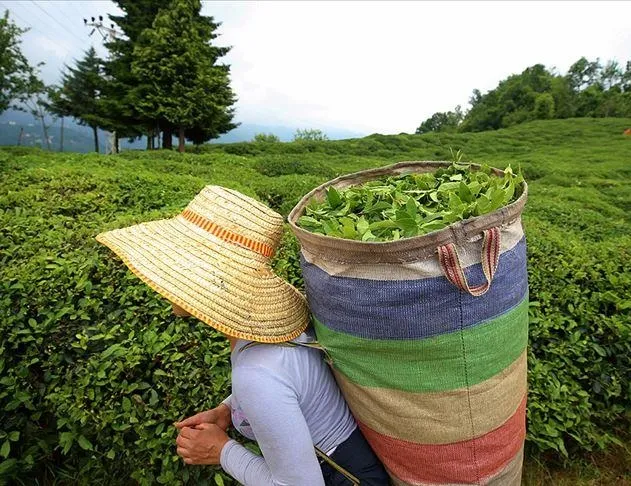 Çaydan 15 milyon dolar