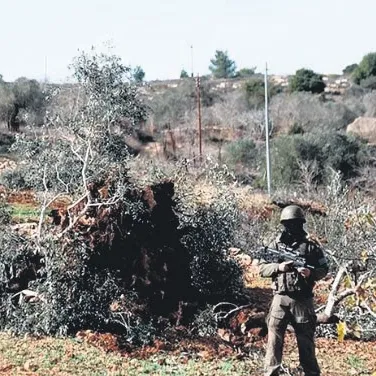 Ağaç düşmanı teröristler