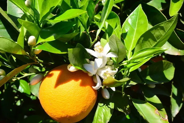 Zayıflatan 27 süper gıda listesi! - 7