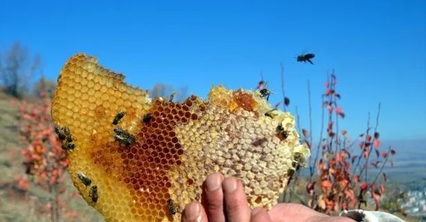 ABD’de kovan hırsızlığı yaygınlaşıyor! Arıların sayıları azaldı...